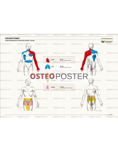 Osteoposter - Viscerotomi Sistema Cardio e Urinario Orizzontale