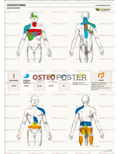 Osteoposter - Viscerotomi Sistema digestivo Verticale