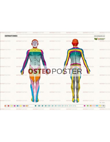 Osteoposter - Dermatomi corpo intero