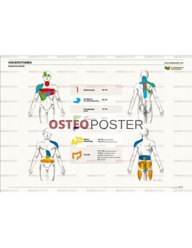 Osteoposter - Viscerotomi Sistema digestivo Orizzontale