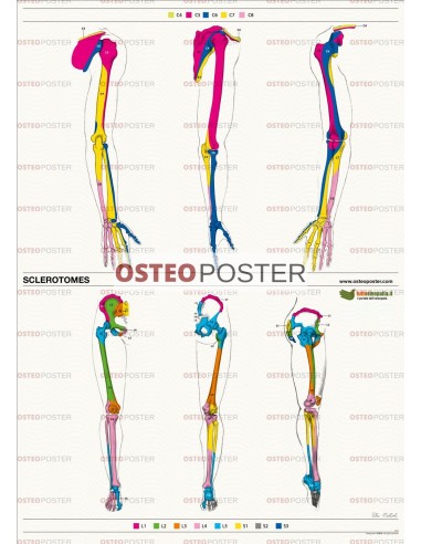 Osteoposter - Sclerotomi Braccia e Gambe Verticale